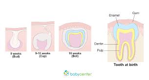 Fetal Development Your Babys Teeth Babycenter