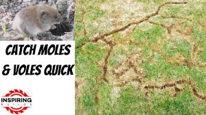 get rid of moles and voles in your yard