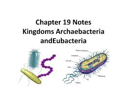 chapter 19 notes kingdoms archaebacteria