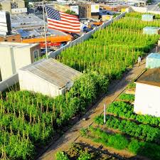 New York S Rooftop Farms Provide Fresh