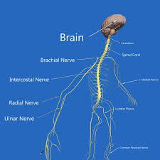 Nervous System Anatomy 3d Lesson Eonexperience