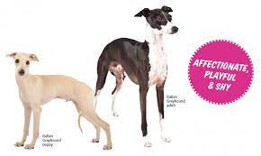The nose is black or brown, depending on the color of the dog's coat. The Italian Greyhound Modern Dog Magazine