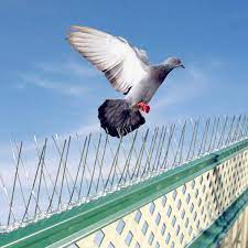 Pics à oiseaux flexibles, dissuasion Durable des pigeons, pointe en acier  inoxydable, répulsif anti oiseaux | AliExpress