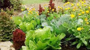 Organic Gardening 6 Key Principles To