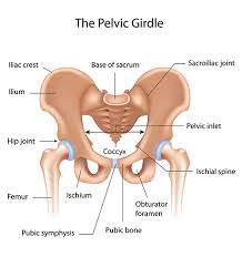 pelvic floor pain hemmett health