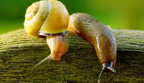 can ens eat slugs and snails