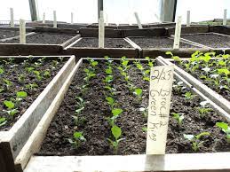 transplanting into hay or straw mulch