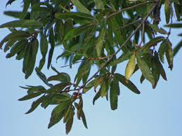 willow oak tree information learn