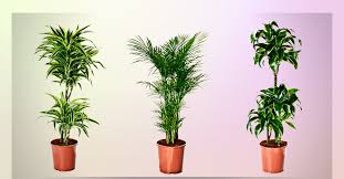 Ten Tall Indoor Plants For Low Light