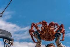 is-blue-king-crab-worth-more-than-red-king-crab