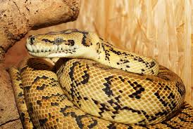 python snakes the mive most