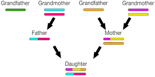 X Chromosome Recombinations Impact On Dna Genealogy