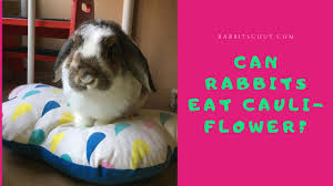 can rabbits eat cauliflower rabbit scout