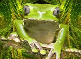 Kambo is a powerful frog medicine used by the indigenous people of the amazon. Kambo Thuis Het Groene Licht Voor Een Gezond Leven