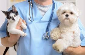 Frontier vet express was created to give pet owners a unique experience while providing routine wellness care for their pets. About Pet Vet Partners Veterinarians In Dyer In And Crete Il