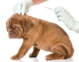 What shots do puppies need. Dog Microchip Cost Everything You Need To Know About Microchipping Your Pet Metro News