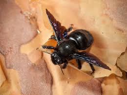 Carpenter Bee Damage Removal Repair