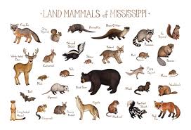 Amazon Com Mississippi Land Mammals Field Guide Art Print