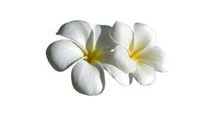 isolated white plumeria flower with