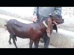 Black Bengal Goat Weight Halongbay Cruises Com