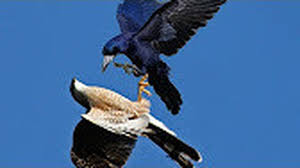 10 hasil fotografi perkelahian hewan yang. 7000 Gambar Burung Elang Vs Ular Gratis Gambar Hewan