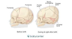 The part of the face above the eyebrows, below the hairline and between the temples. Fetal Bone Development During Pregnancy Babycenter
