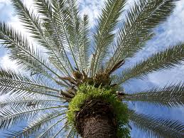 A good rule of thumb, if you want healthy palms, you have to feed them. Phoenix Plant Wikipedia