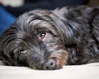 what-are-signs-of-kidney-failure-in-dogs