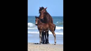 The music i do not own. Outer Banks Wild Colt Chokes To Death On Apple From Tourist Raleigh News Observer