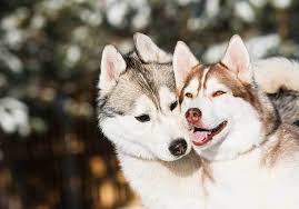 Join our journey raising our lil siberian husky logan with 3 cats, deadpool, kratos and kojima!! Are Huskies Aggressive Dogs Temperament Guide For Owners