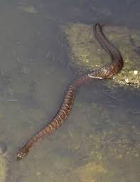water snakes outdoors