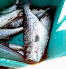 Vous pouvez aussi me contacter a cette adresse riverfishing52100@gmail.com. Striped Bass In The Columbia River Critfc