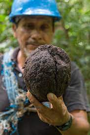 The brazil nut tree can be found growing naturally all over the rain forests in the amazon river basin in south america. How Brazil Nuts Are Harvested Now Foods