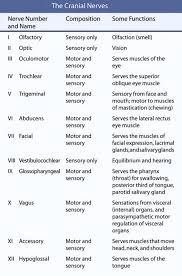 This Chart Lists The Functions Of The Cranial Nerves