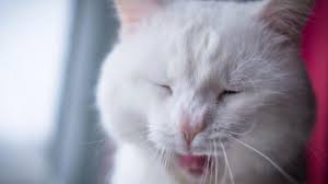 bad breath in cats how to prevent and