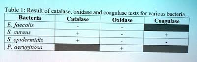 bacteria catalase oxidase coagulase