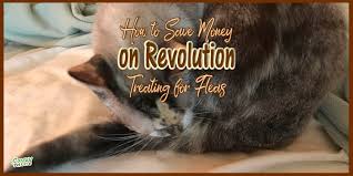 Save Money Treating Fleas With Revolution Savvy Pet Care