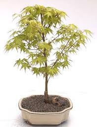 katsura anese maple bonsai tree acer