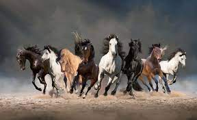7 horses painting in your home as per