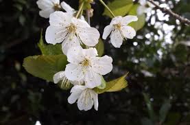 Because of this, identifying your species of white flowering tree should start with very basic categories, such as whether it is an edible or ornamental and whether it loses its leaves in the fall. Bartenders Guide To Foraging Cherry Blossom