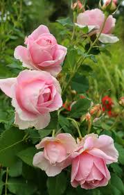 nz gardener rose