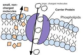 Cell Membrane Structure And Function