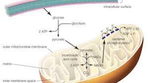 Changes in metabolism often mediate pathological mechanisms in disease or injury, emphasizing the importance of understanding how mitochondria respond to. Mitochondrion Definition Function Structure Facts Britannica