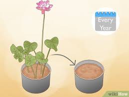 3 Ways To Grow Lotus Flower Wikihow