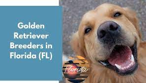 Pawrade connects pawsome people like you with happy, healthy puppies from our respected, prominent breeder relationships we've established over the last 15 years. 39 Golden Retriever Breeders In Florida Fl Golden Retriever Puppies For Sale Animalfate