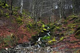 Image result for imagenes de bosque irati