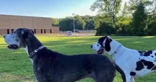 Our flight nannies provide constant love and care throughout the entire experience. Beloved Great Danes Die During Ground Transport From Michigan To California By Pet Delivery Service