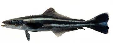 The lower third of the body varies from white to pinkish. Cobia Wikipedia