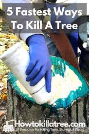 what kills trees quickly 5 best ways