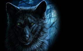 hd wallpaper black wolf ilration